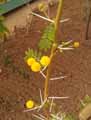Fabaceae-Acacia-seyal-Acacia.jpg