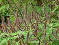 Amorpha canescens