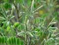 Fabaceae-Amorpha-canescens-Faux-Indigo.jpg