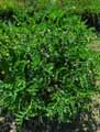 Fabaceae-Astragalus-cicer-Astragale-pois-chiche-Chiche-de-montagne.jpg