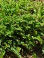 Fabaceae-Astragalus-galegiformis-Astragale-a-forme-de-galega.jpg