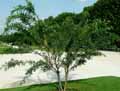 Halimodendron halodendron, Halimodendron argenteum