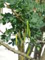 Halimodendron halodendron, Halimodendron argenteum