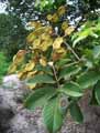 Lonchocarpus sericeus