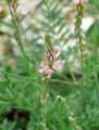 Onobrychis arenaria subsp. arenaria