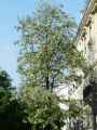 Robinia pseudoacia