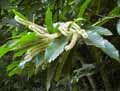 Fagaceae-Castanea-sativa-Chataignier-commun.jpg