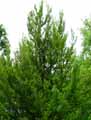 Fagaceae-Fagus-sylvatica-Rotundifolia-Hetre-a-feuilles-rondes.jpg
