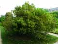 Quercus Myrsinifolia