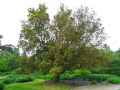 Quercus x hispanica Lucombeana