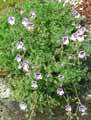 Geraniaceae-Erodium-foetidum-Erodium-fetide-Erodium-des-pierriers-Bec-de-grue-fetide-Bec-de-grue-des-pierriers.jpg