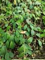 Gesneriaceae-Aeschynanthus-marmoratus-Aeschynanthe.jpg
