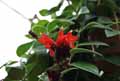 Gesneriaceae-Aeschynanthus-radicans-Aeschynanthe-remarquable-Plante-rouge-a-levres.jpg