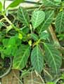 Gesneriaceae-Drymonia-chiribogana-Drymonia.jpg