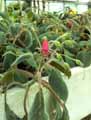 Gesneriaceae-Gesneria-prasinata-Gesneria.jpg