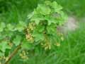 Ribes grossularia, Ribes uva-crispa