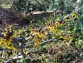 Hamamelis japonica Arborea