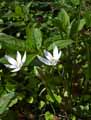 Iridaceae-Crocus-vernus-Crocus-Safran-printanier.jpg