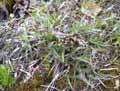 Juncaceae-Luzula-campestris-Luzule-champetre.jpg