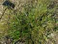Juncaceae-Luzula-pilosa-Luzule-poilue-Luzule-printaniere.jpg