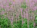 Agastache Pink Pearl