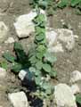 Lamiaceae-Ballota-pseudodictamnus-Ballote-Dictamne-batard.jpg
