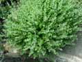 Lamiaceae-Calamintha-cretica-Calament-de-Crete.jpg