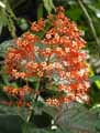 Lamiaceae-Clerodendrum-paniculatum-Clerodendron-panicule.jpg