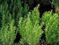 Lamiaceae-Hyssopus-officinalis-ssp-aristatus-Hyssope-blanchatre.jpg