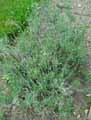 Lavandula angustifolia, Lavandula officinalis