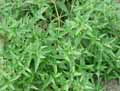 Phlomis herba-venti