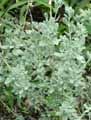 Salvia chamaedryoides Sylver Leaves
