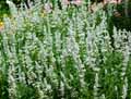 Salvia farinacea Cirrus