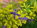 Salvia leucantha Blue Velvet
