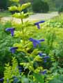 Salvia leucantha Blue Velvet