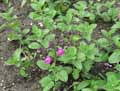 Salvia microphylla Pink Blush