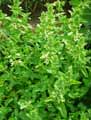 Stachys menthifolia, Stachys grandiflora, Stachys macrantha