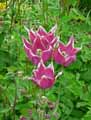 Liliaceae-Tulipa-Ballade-Tulipe.jpg