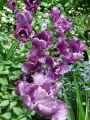 Liliaceae-Tulipa-Blue-Diamond-Tulipe-9477.jpg