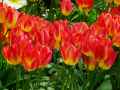 Liliaceae-Tulipa-fosteriana-hybride-Tulipe-9478.jpg