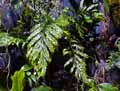 Lomariopsidaceae-Bolbitis-heudelotii-Fougere-du-Congo-Bolbitis-de-Heudelot.jpg