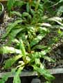 Elaphoglossum villosum
