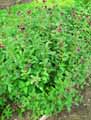 Lythraceae-Cuphea-viscosissima-Plante-cigare-Plante-petard.jpg