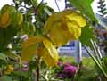 Malvaceae-Abutilon-Canary-Bird-Abutilon-Erable-d-appartement.jpg