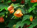 Malvaceae-Abutilon-Orange-Red-Abutilon-Erable-d-appartement.jpg