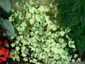 Malvaceae-Abutilon-savitzii-Abutilon-Erable-d-appartement.jpg