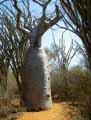 Malvaceae-Adansonia-rubrostipa-Adansonia-fony-Baobab-Arbre-a-palabre-Arbre-bouteille.jpg