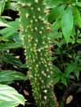 Malvaceae-Ceiba-pentandra-Fromager-Kapokier-Arbre-aux-amoureux-Bois-coton.jpg