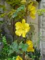 Malvaceae-Fremontodendron-Pacific-Sunset-Fremontodendron.jpg
