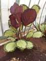 Calathea roseopicta Coronia